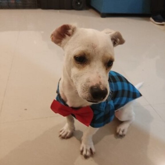 Fashion dog and cat shirts, plaid bow tie shirts. - Picture 5 of 9